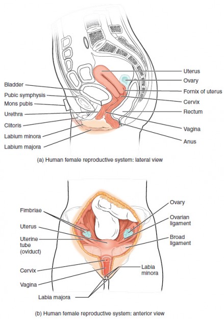 Real vagina anatomie bilder weibliche